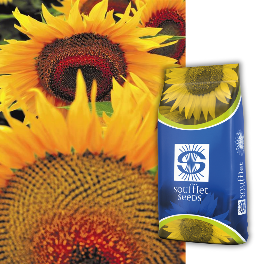 Купър CLP | семена слънчоглед | Суфле агро България