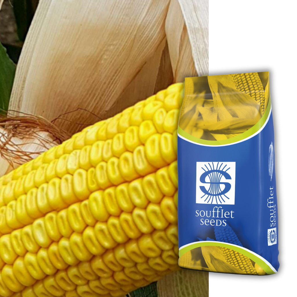 Датабаз FAO 300 | семена царевица | Суфле агро България
