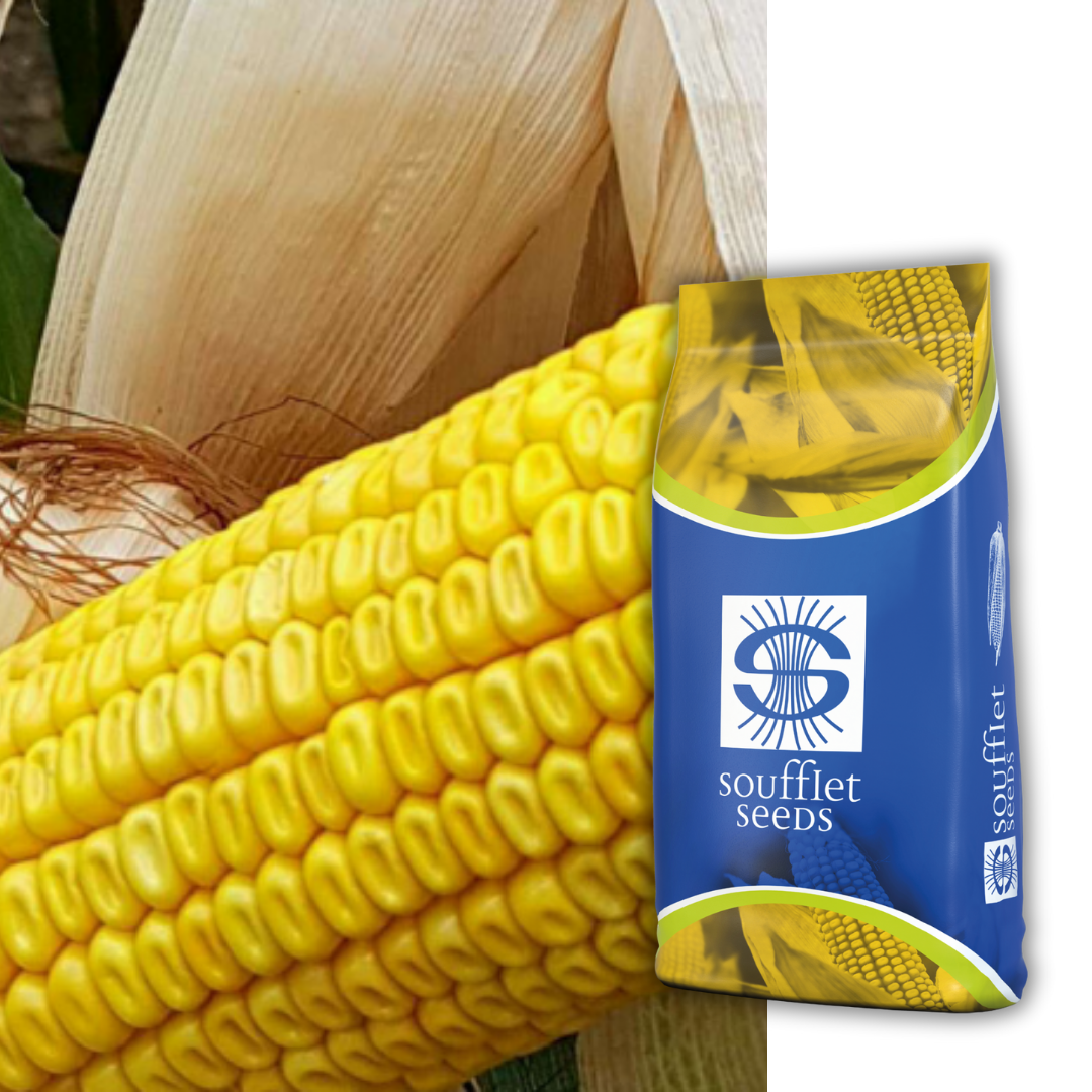 Датабаз FAO 300 | семена царевица | Суфле агро България
