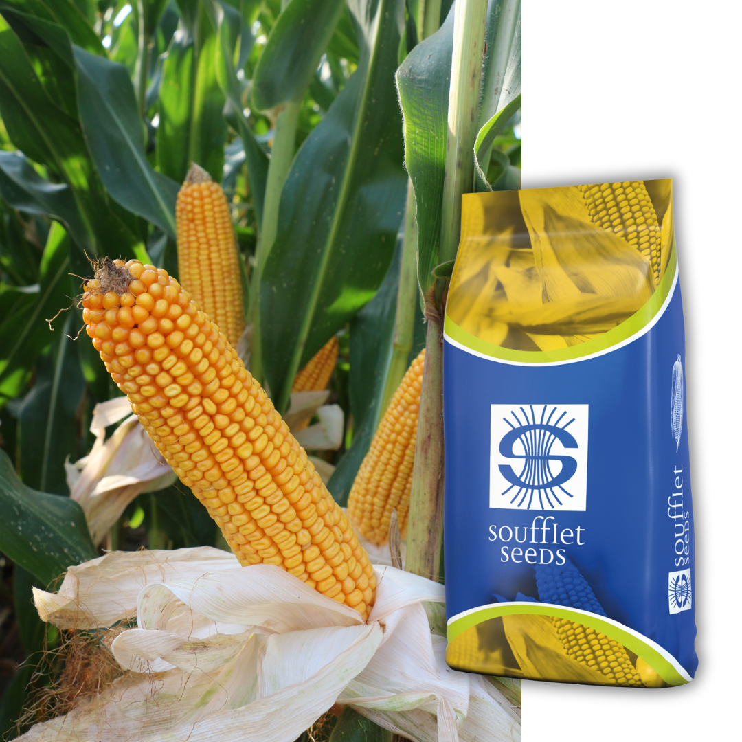 Девайс FAO 430 | семена царевица | Суфле агро България
