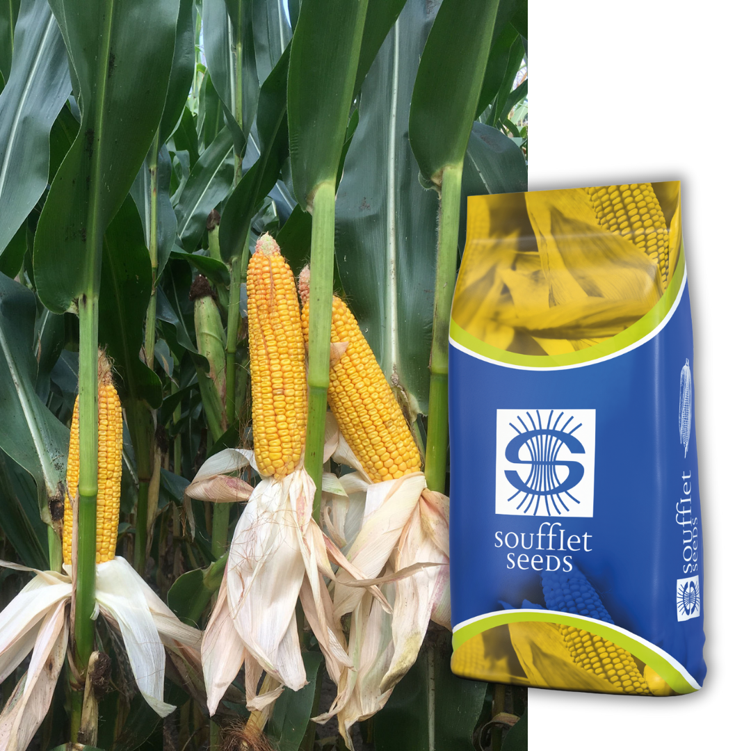 Екстазия FAO 400 | семена царевица | Суфле агро България
