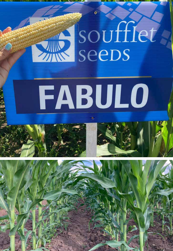 FABULO FAO 390