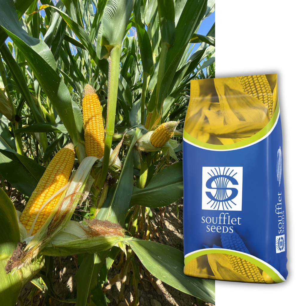 Фабуло FAO 390 | семена царевица | Суфле агро България
