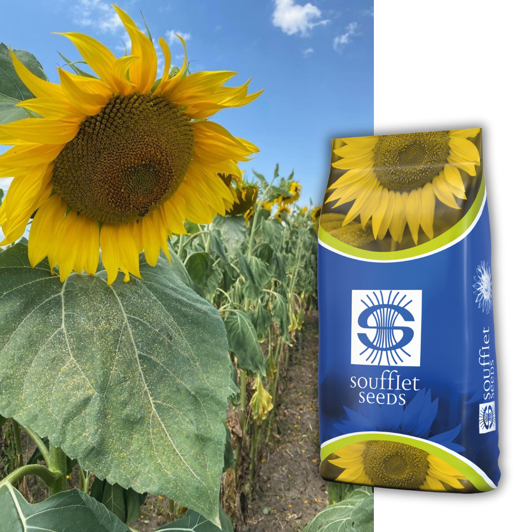 Гандалф CLP | семена слънчоглед | Суфле агро България
