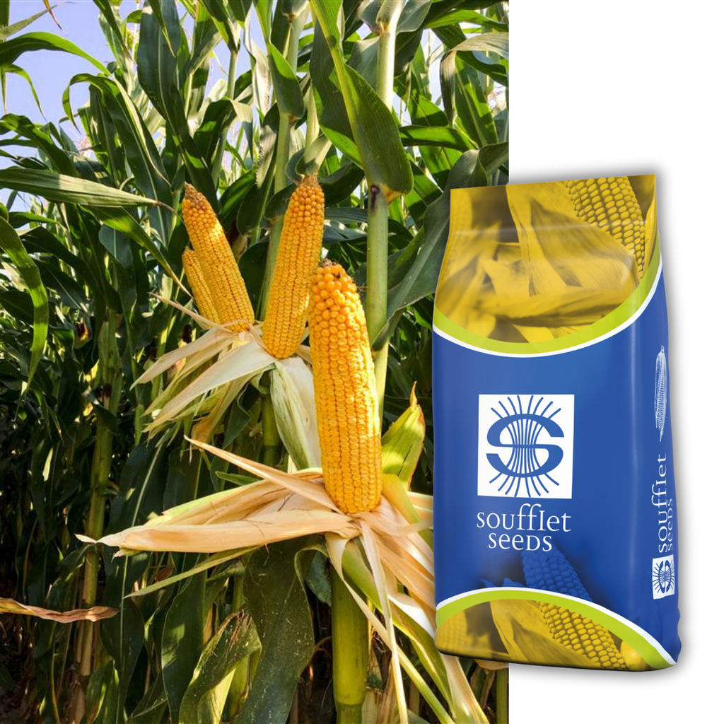 Хотспот FAO 340 | семена царевица | Суфле агро България
