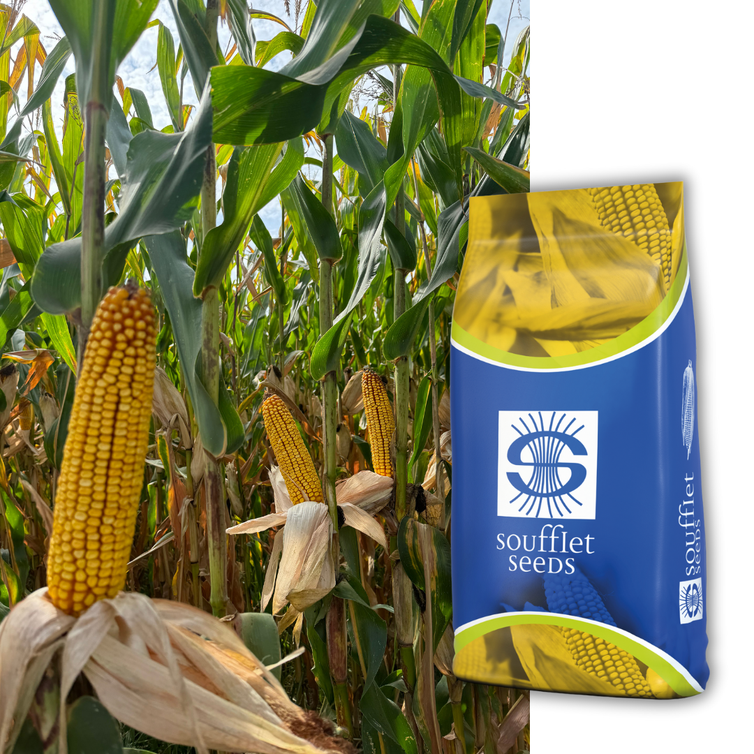 Икар FAO 320 | семена царевица | Суфле агро България
