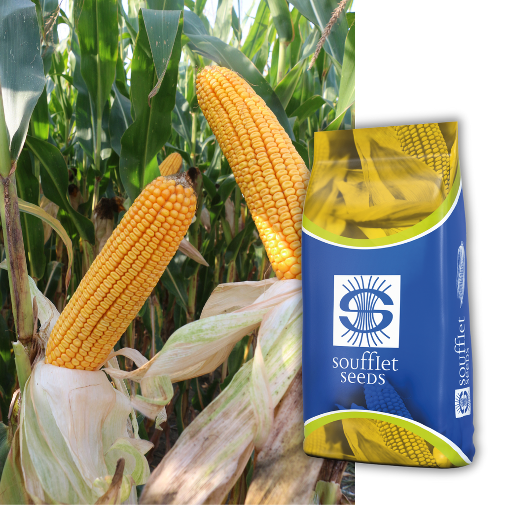 Исулеа FAO 460 | семена царевица | Суфле агро България
