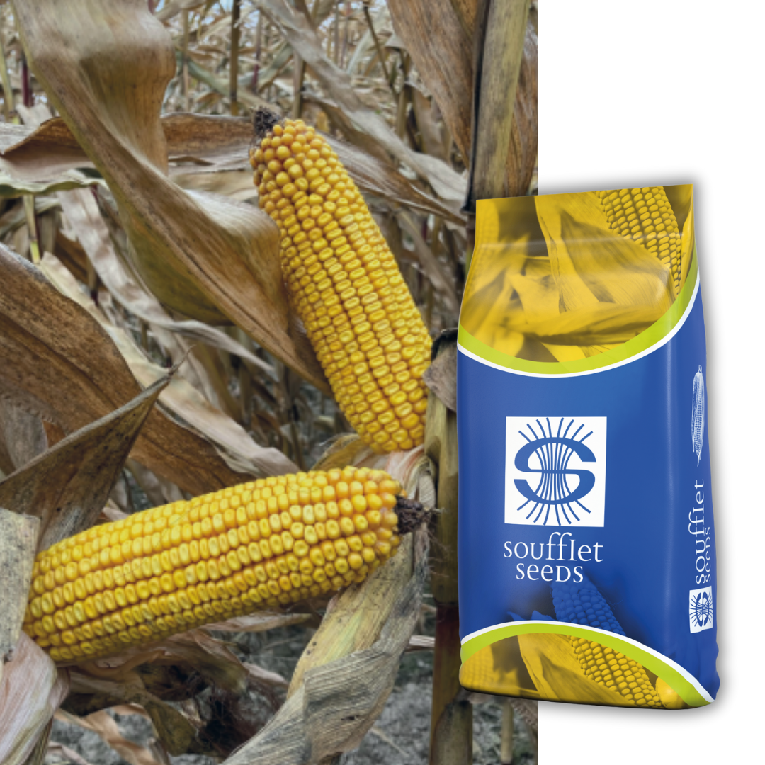 Колектор FAO 210 | семена царевица | Суфле агро България
