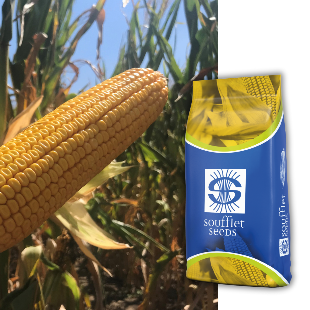 Пианело FAO 490 | семена царевица | Суфле агро България
