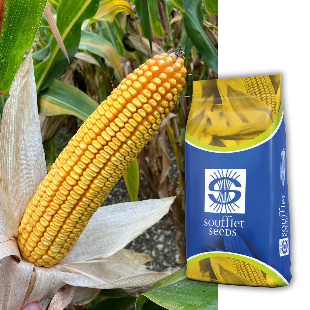 Популарио FAO 420 | семена царевица | Суфле агро България
