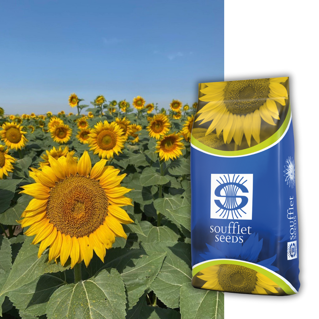Рокет SU | семена слънчоглед | Суфле агро България
