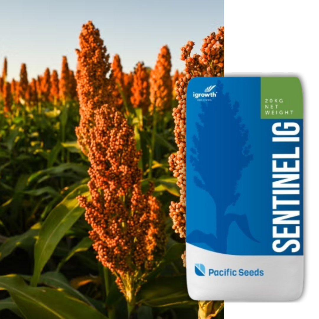 Сентинел - червено сорго, устойчиво на Имазамокс
