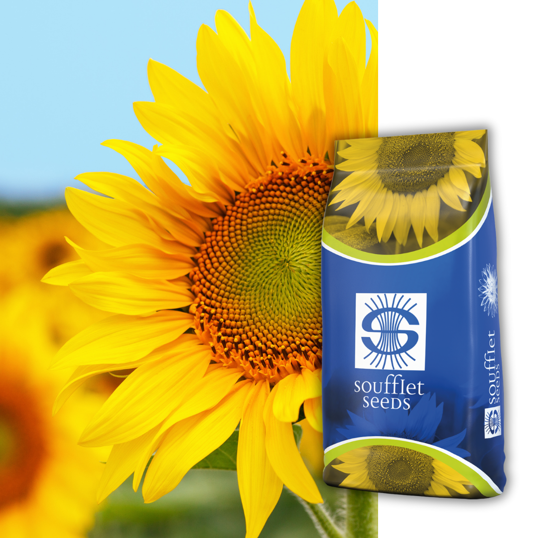 Скайлайн SU | семена слънчоглед | Суфле агро България
