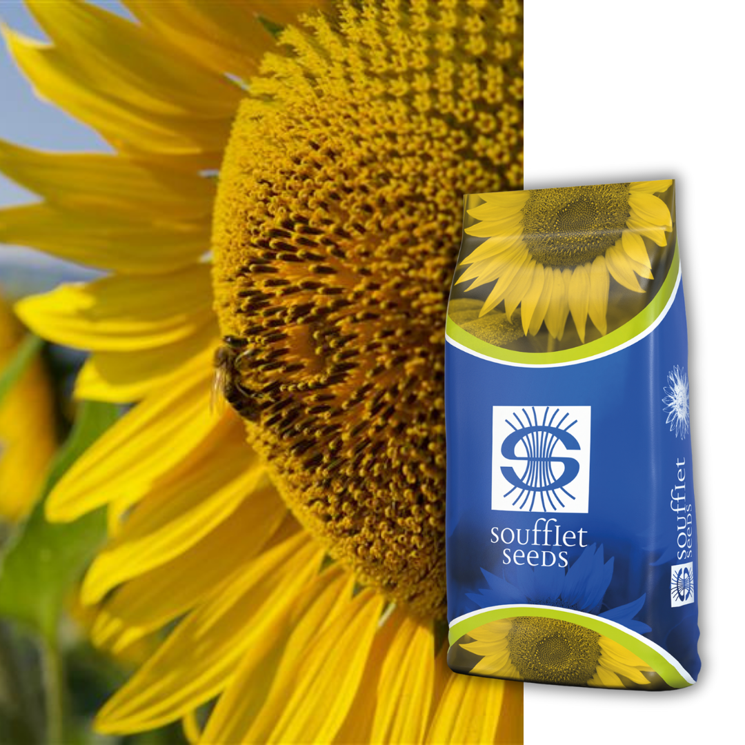 Скайлайн SU | семена слънчоглед | Суфле агро България
